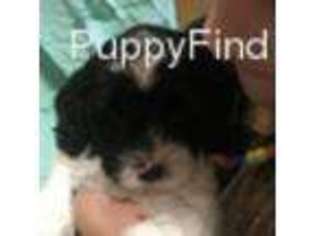 Cavapoo Puppy for sale in Port Crane, NY, USA