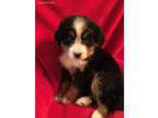 Bernese Mountain Dog Puppy for sale in Tyrone, PA, USA
