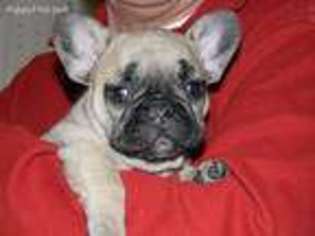 French Bulldog Puppy for sale in Natick, MA, USA