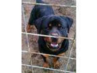 Rottweiler Puppy for sale in Glasgow, KY, USA