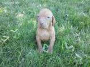 Vizsla Puppy for sale in Newport, MI, USA