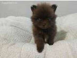 Pomeranian Puppy for sale in Summersville, MO, USA