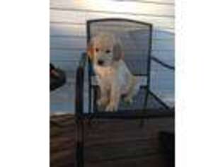 Golden Retriever Puppy for sale in Mc Leansboro, IL, USA