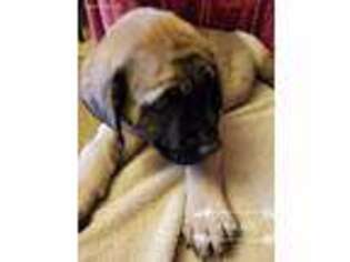 Mastiff Puppy for sale in Kingman, AZ, USA