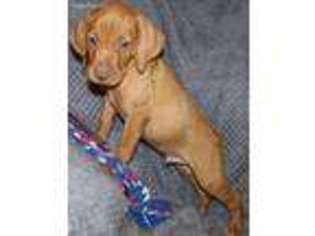 Vizsla Puppy for sale in Ganado, TX, USA