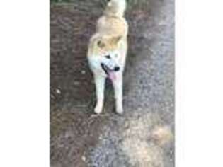 Akita Puppy for sale in Statesville, NC, USA
