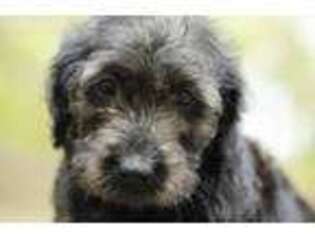 Labradoodle Puppy for sale in Simpsonville, SC, USA