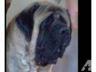 Mastiff Puppy for sale in LEESBURG, AL, USA