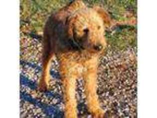 Airedale Terrier Puppy for sale in Bethel, OH, USA