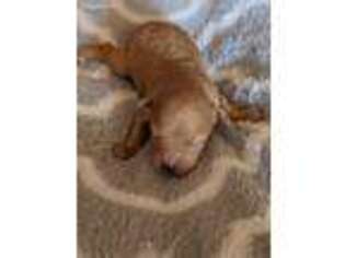 Mutt Puppy for sale in Port Saint Lucie, FL, USA