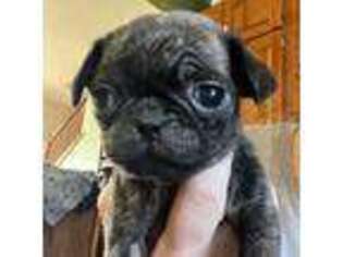Pug Puppy for sale in Parsons, KS, USA