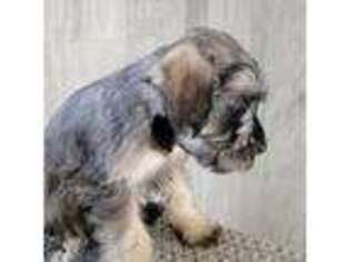 Mutt Puppy for sale in Lynwood, CA, USA