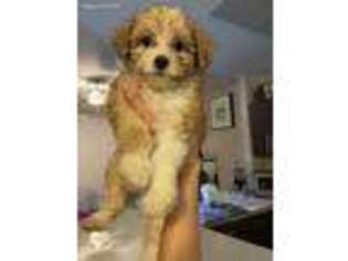 Mutt Puppy for sale in Boca Raton, FL, USA