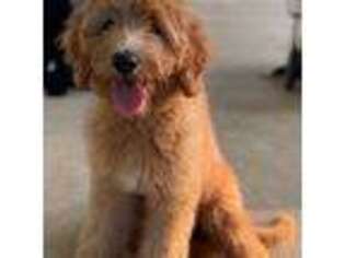 Goldendoodle Puppy for sale in Marshall, TX, USA