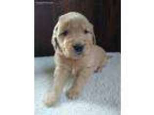 Golden Retriever Puppy for sale in Mifflin, PA, USA