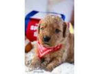Goldendoodle Puppy for sale in Shipshewana, IN, USA