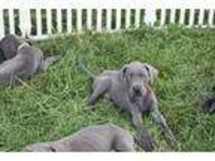 Great Dane Puppy for sale in Taylorsville, KY, USA