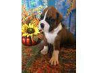 Boxer Puppy for sale in Townville, SC, USA