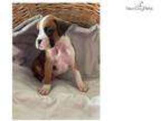 Puppyfinder Com Boxer Puppies Puppies For Sale And Boxer Dogs For Adoption Near Me In Canton Ohio Usa Page 1 Displays 10