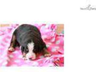 Bernese Mountain Dog Puppy for sale in Rochester, MN, USA