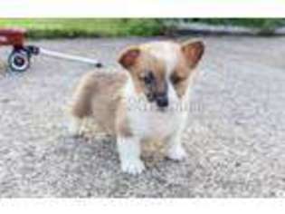 Pembroke Welsh Corgi Puppy for sale in Grafton, OH, USA