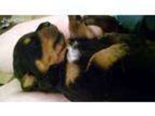 Rottweiler Puppy for sale in Huntsville, AL, USA