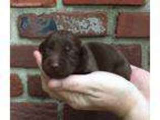 Labrador Retriever Puppy for sale in Newburgh, IN, USA