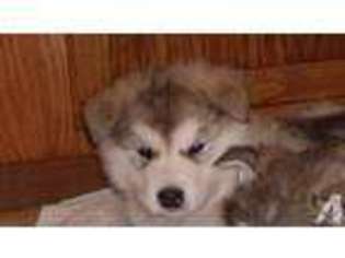 Alaskan Malamute Puppy for sale in RACINE, WI, USA