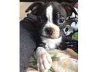 Boston Terrier Puppy for sale in Battle Ground, WA, USA