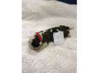 Saint Bernard Puppy for sale in Morgantown, IN, USA