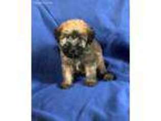 Soft Coated Wheaten Terrier Puppy for sale in Longton, KS, USA