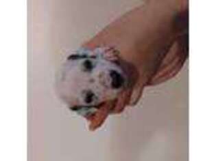 Dalmatian Puppy for sale in Lakeland, FL, USA