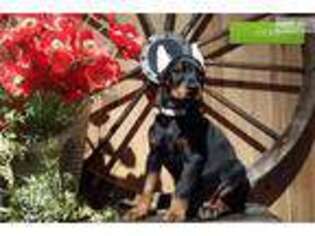 Doberman Pinscher Puppy for sale in Lancaster, PA, USA