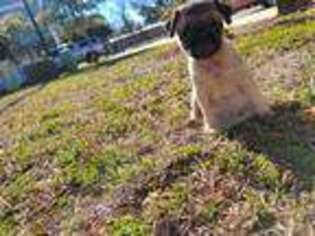 Pug Puppy for sale in Holly Ridge, NC, USA