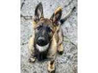 German Shepherd Dog Puppy for sale in Twin Falls, ID, USA