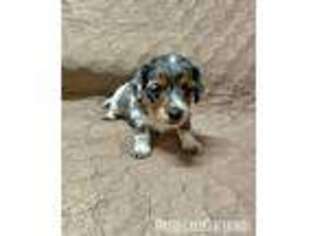Dachshund Puppy for sale in Annville, PA, USA