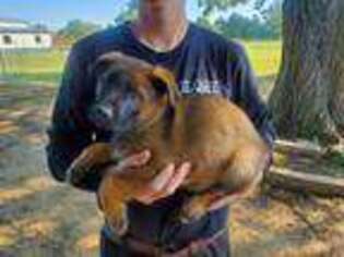German Shepherd Dog Puppy for sale in Kemp, TX, USA