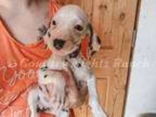 Dalmatian Puppy for sale in Fort Collins, CO, USA