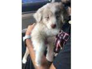 Miniature Australian Shepherd Puppy for sale in Altamonte Springs, FL, USA