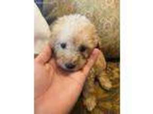 Labradoodle Puppy for sale in Frederick, MD, USA
