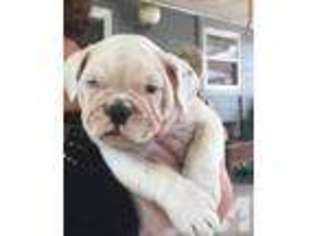 Bulldog Puppy for sale in PENSACOLA, FL, USA