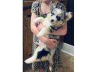 Pembroke Welsh Corgi Puppy for sale in Douglas, GA, USA