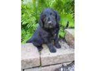 Labradoodle Puppy for sale in New Enterprise, PA, USA