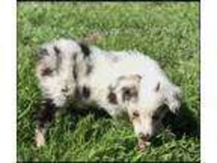 Australian Shepherd Puppy for sale in Glen Rose, TX, USA