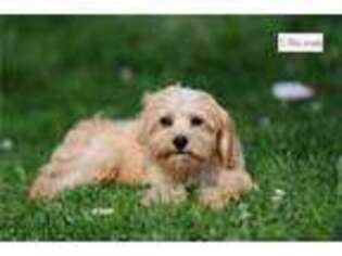 Cavapoo Puppy for sale in Richmond, IN, USA