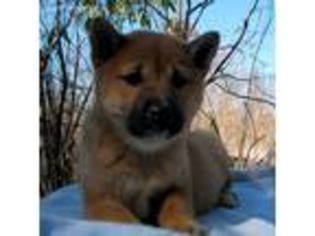 Shiba Inu Puppy for sale in Branson, MO, USA