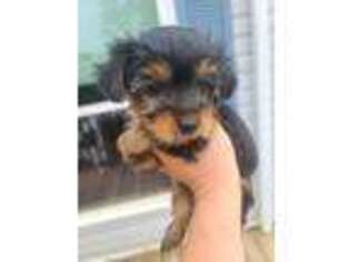 Yorkshire Terrier Puppy for sale in Hull, IL, USA