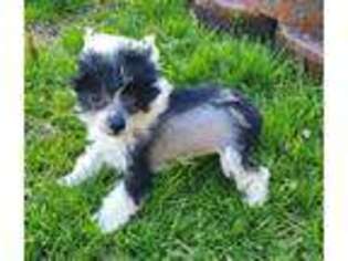 Chinese Crested Puppy for sale in Rock Hill, SC, USA