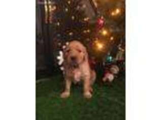 Golden Retriever Puppy for sale in Roselle, IL, USA