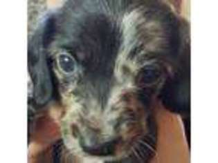 Dachshund Puppy for sale in Ridgeville, IN, USA